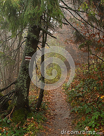 Autumn in a wild hazy forest. Road to nowhere. Bieszczady National Park. Stock Photo