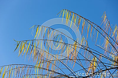 Autumn willow Stock Photo