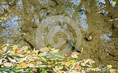 autumn willow leaves in water floating in a pond of still water Stock Photo