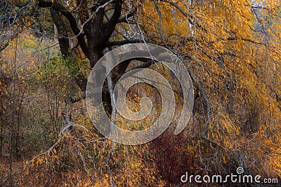 Autumn Willow Tree branches and leaves design Stock Photo