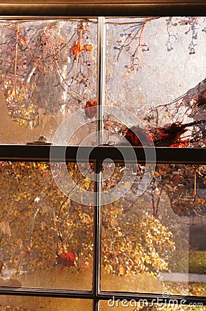 Autumn window Stock Photo