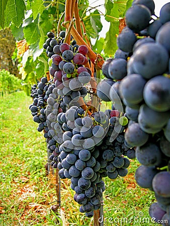 Autumn wine harvest Merlot Stock Photo
