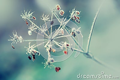 Autumn Winter Colors. Frozen Dried out plant chervil forest in autumn lights colors and macro shots Stock Photo