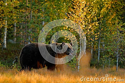 Autumn wood with bear. Beautiful brown bear walking around lake with autumn colours. Dangerous animal in nature meadow habitat. Wi Stock Photo