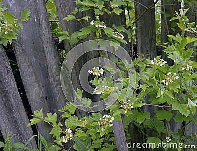 Autumn wood fence lettuce organic natural wine growth growth grapes plants vine summer tree vegetable leaves food flower grape spr Stock Photo