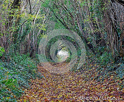 Autumn woodland footpath Stock Photo