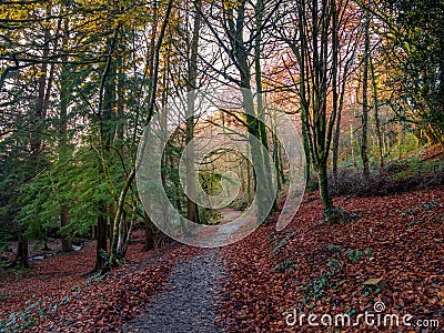 Autumn woodland scene with path, Skaigh Valley, Belstone, edge of Dartmoor National Park, England. Stock Photo