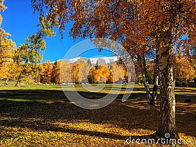 Autumn Woods in Baihaba village in Xinjiang, China Stock Photo