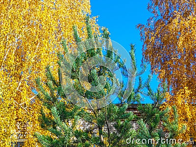 Autumn. Yellow birch crown and spruce. Stock Photo