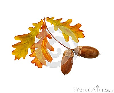 Autumn yellow and brown oak acorns and leaves Stock Photo