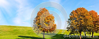 Autumn yellow chestnut trees against the background of green grass and bright blue sky. Autumn bright background. Stock Photo