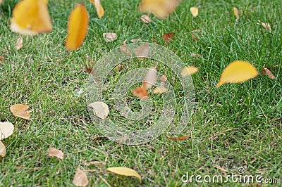 Autumn yellow dry leaves fall from trees on a green lawn with grass Stock Photo