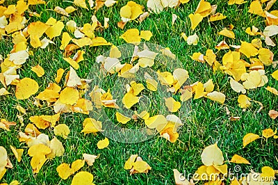 Autumn yellow fallen leaves on green grass. Stock Photo
