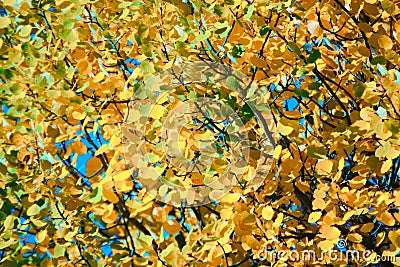 Autumn yellow foliage. Aspen leaves like gold coins Stock Photo