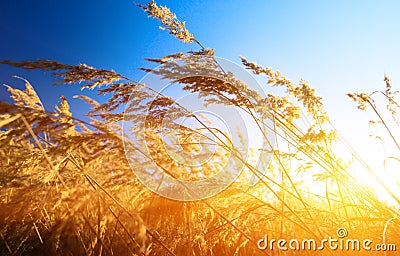 Autumn yellow grass Stock Photo