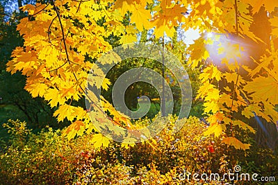 Autumn yellow leaf closeup. Bright orange autumn tree. Blur bokeh on background. Golden color flora in park. Light sunny october Stock Photo