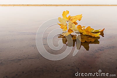 Autumn yellow leaf and its reflection in water Stock Photo