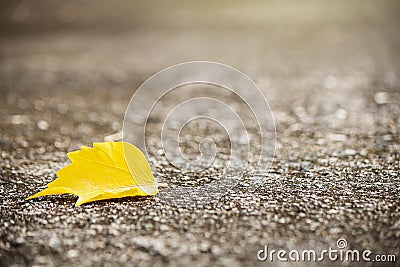 Autumn yellow leaf on old grunge road, side view Stock Photo