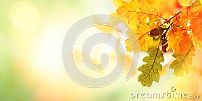 Autumn yellow leaves of oak tree in autumn park. Stock Photo