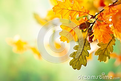 Autumn yellow leaves of oak tree in autumn park. Fall background with leaves. Stock Photo