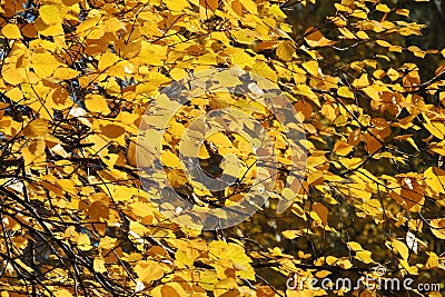 Autumn yellow leaves and twigs, seasons: autumn Stock Photo