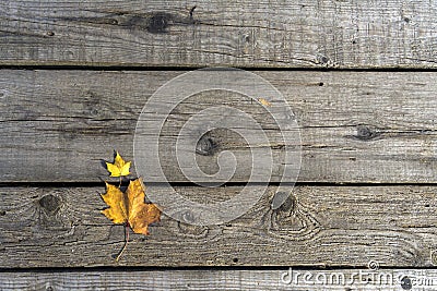 Autumn yellow maple leaves lie on the old unpainted wooden floor. Stock Photo