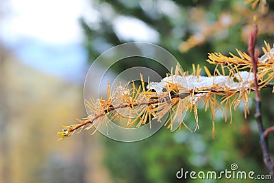 Autumn yellow needles of larch covered first snow, selective soft focus on background, closeup. Coniferous tree with Stock Photo