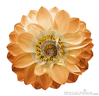 Autumn yellow-orange flower dahlia on a white isolated background with clipping path. Closeup. Stock Photo