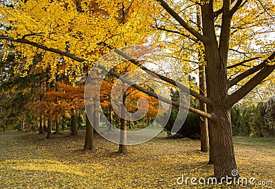 Autumn yellow park trees Stock Photo