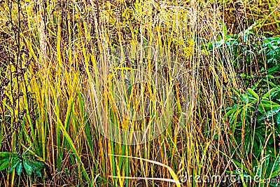 Autumn yellow plant and different herbs on the meadow. Wildflower meadow, flower meadow, wildflowers Stock Photo