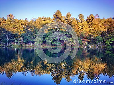 Autumn yellow trees inverted image in water Stock Photo