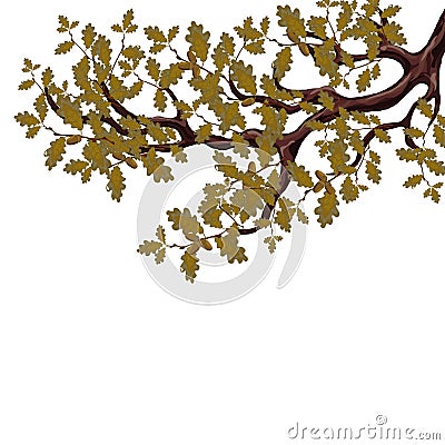 In autumn, a yellowed branch of a large oak tree with acorns. Isolated on white background. illustration Vector Illustration