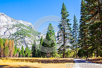 Autumn yellowed grass Stock Photo