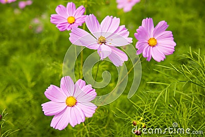 Autumn ï¼ŒCosmos bipinnata Cav Stock Photo