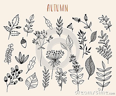 Hand drawn autumn collection with seasonal plants and leaves Vector Illustration