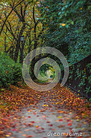 Autumnal alley Stock Photo