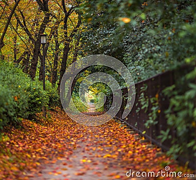 Autumnal alley Stock Photo