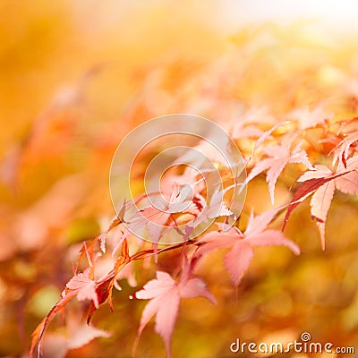 Autumnal colored leaves maple background Stock Photo