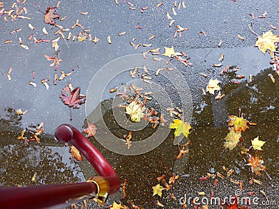 Autumnal colored maple leaves on a street puddle with mirrored umbrella Stock Photo