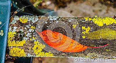 Autumnal colours fall leaf moss algae on park bench Stock Photo