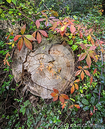 Autumnal colours on a fallen log Stock Photo