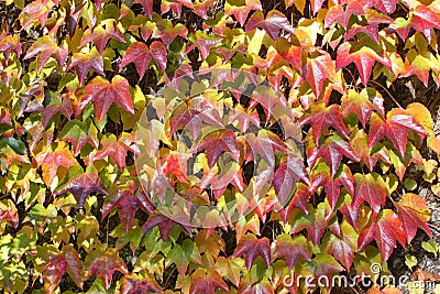 He autumnal colours of ivy groing up a wall at Arley Arboretum in the Midlands in England Stock Photo