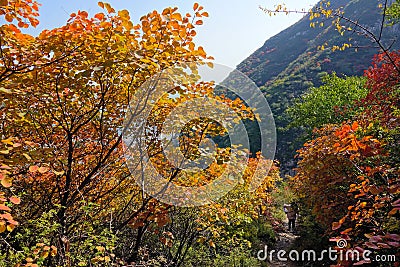 Autumnal Cotinus coggygria forest Stock Photo