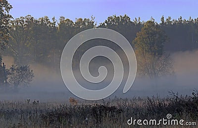 Autumnal dawn over rural meadows. Stock Photo
