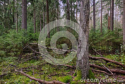 Autumnal deciduous tree stand with moss and broken trees Stock Photo