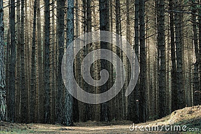 Autumnal dense and tall trunk pine forest background in Etna Park Stock Photo