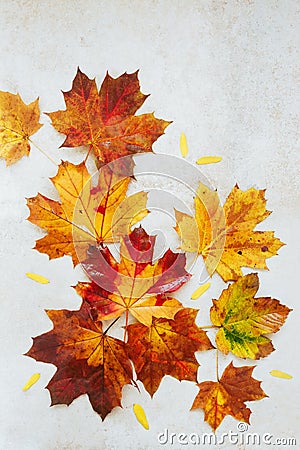 Autumnal flat lay with wet leaves Stock Photo