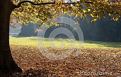 Autumnal foliage frame Stock Photo