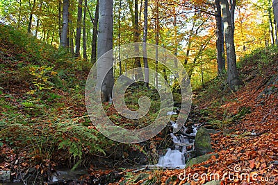 Autumnal forest Stock Photo