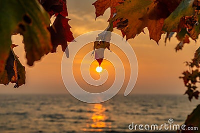 Autumnal frame of leaves by the Baltic Sea at sunrise, Poland Stock Photo